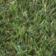 Césped Artificial Grass 20 mm